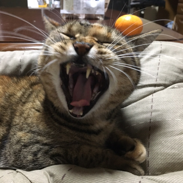 ぎゃおー!こわいだろ~