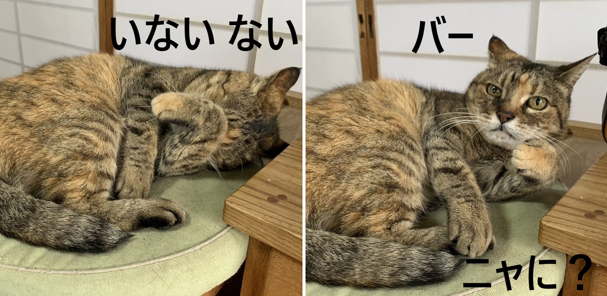 何しててもかわいいCOCO