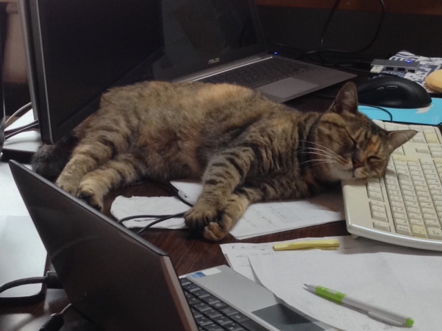 キーボードの上がお昼寝場