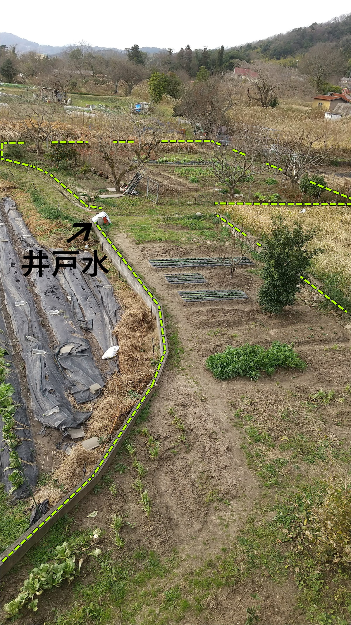 畑の中央に井戸水の蛇口がある