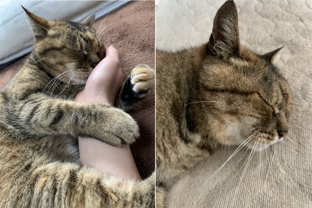 研究テーマにゃんこの生態