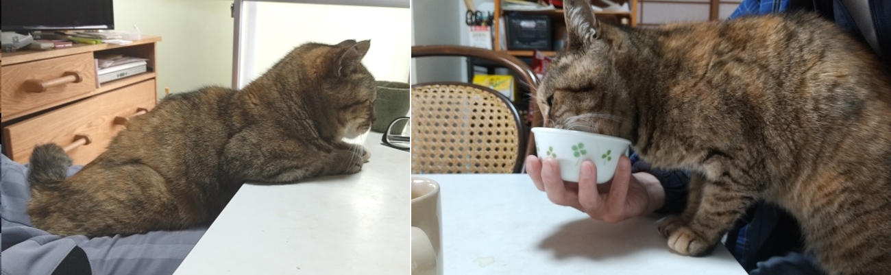 よろしくニャー