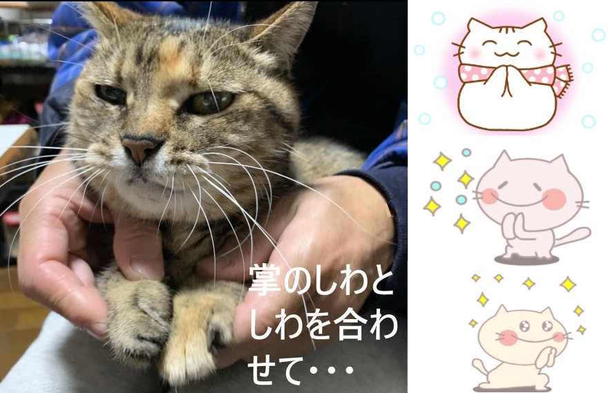 できないニャー