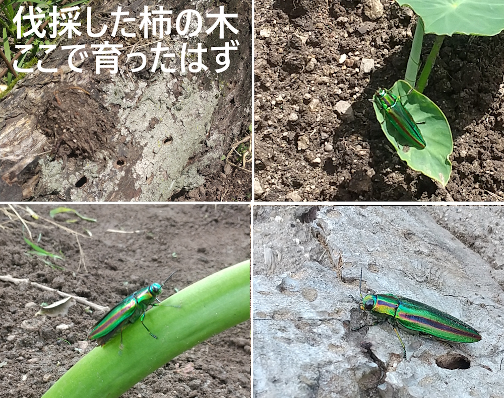 タマムシとの遭遇