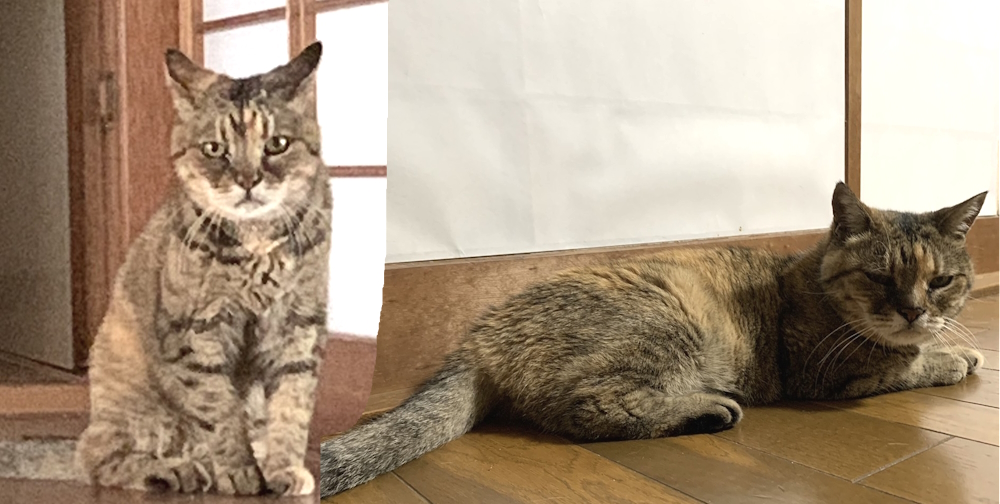 自由研究テーマにゃんこ