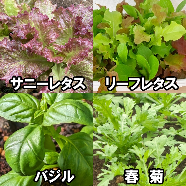 一学期おすすめ作物4種