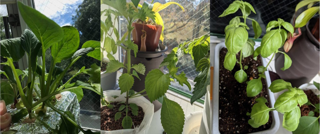 プランタ
栽培小松菜大葉バジル