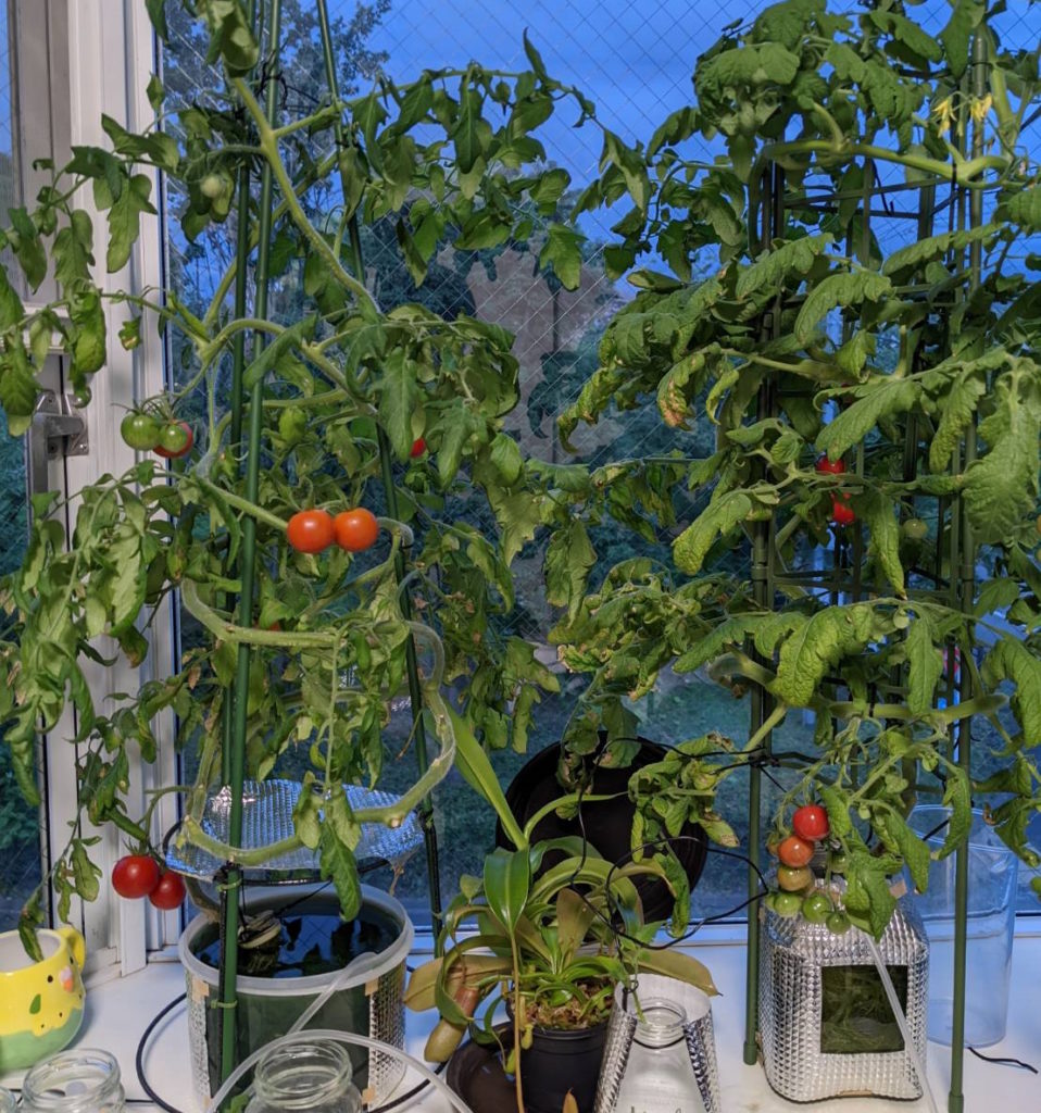 水耕栽培のミニトマト