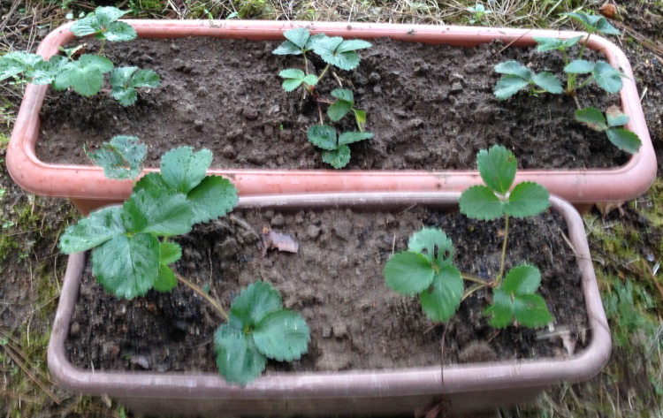 プランタでのイチゴ栽培