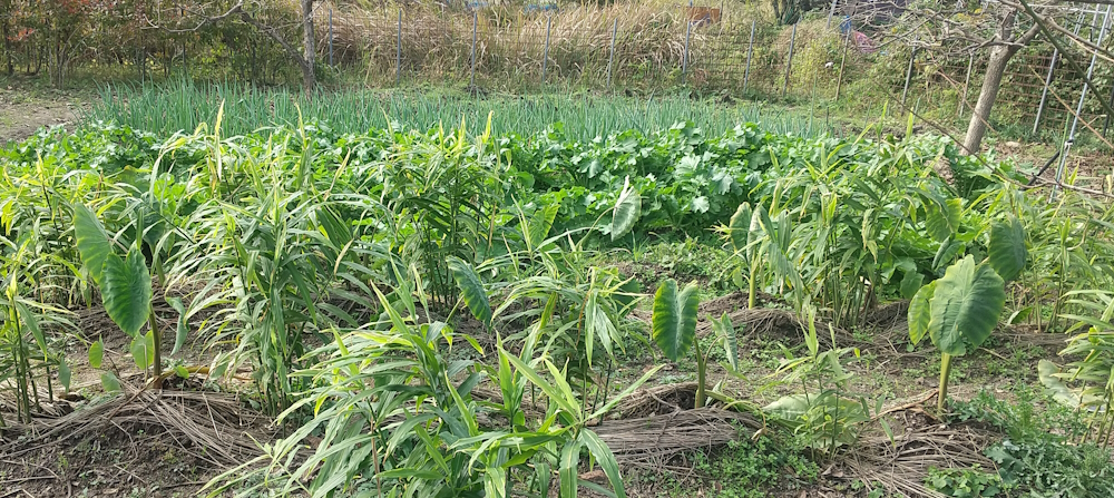 ショウガ、サトイモは農薬いらず