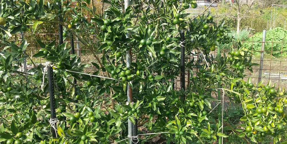 キンカンも農薬いらずです