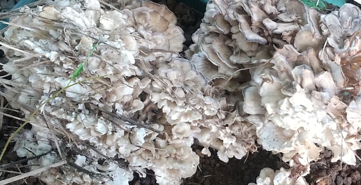 キノコ類も農薬いらず