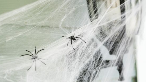 家の中のクモの巣