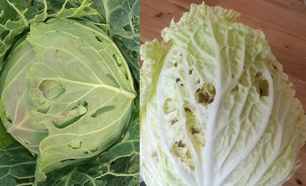 スーパーでは買えない絶妙の虫食われ野菜