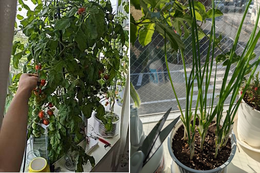 プランタでの野菜栽培ミニトマトがおすすめ