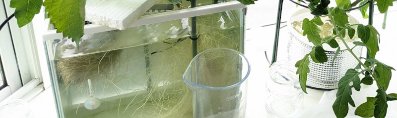 熱帯魚用水槽を使った水耕栽培