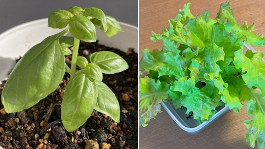 バジルサニーレタス苗
