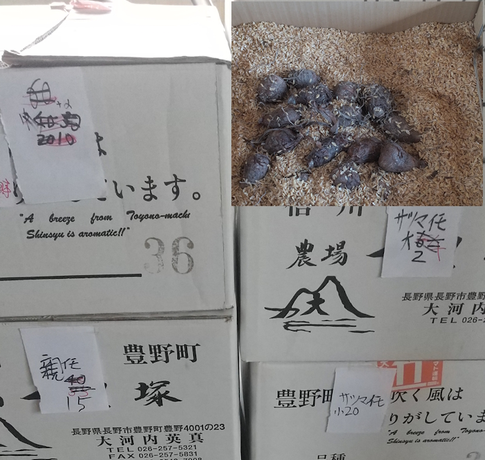 さつまいもの保存、熟成