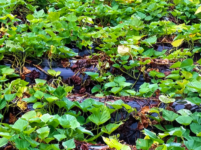 サツマイモ基腐病