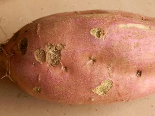 コガネムシの幼虫のかじり後