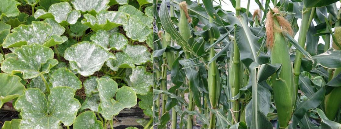 カボチャ、トウモロコシ