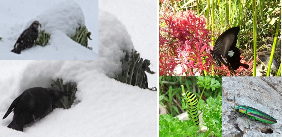 家庭菜園で命をつなぐ動物たち