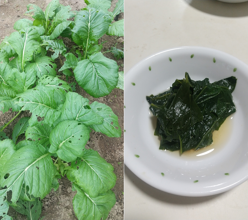 虫に食われた小松菜