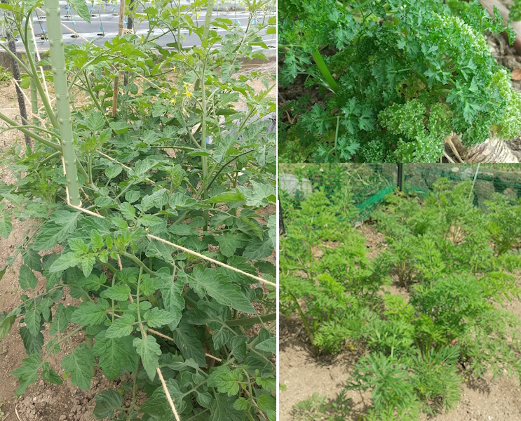 パセリ、ニンジン、ミニトマト